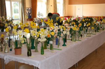 Daffodils in vases on tables